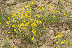 Monolopia lanceolata