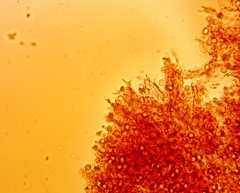 Clavulina castaneipes