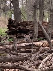 Odocoileus virginianus