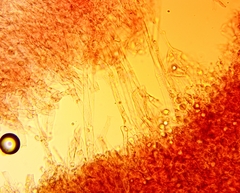 Clavulina castaneipes