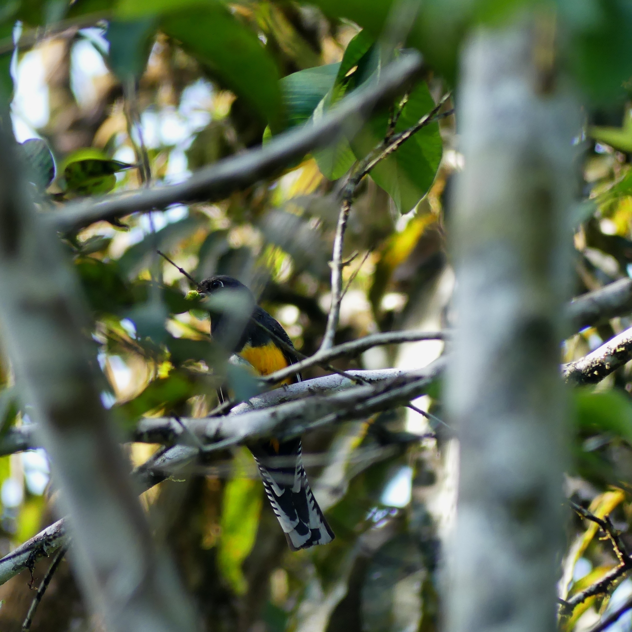 Guianan Trogon (Trogon violaceus), photo 6
