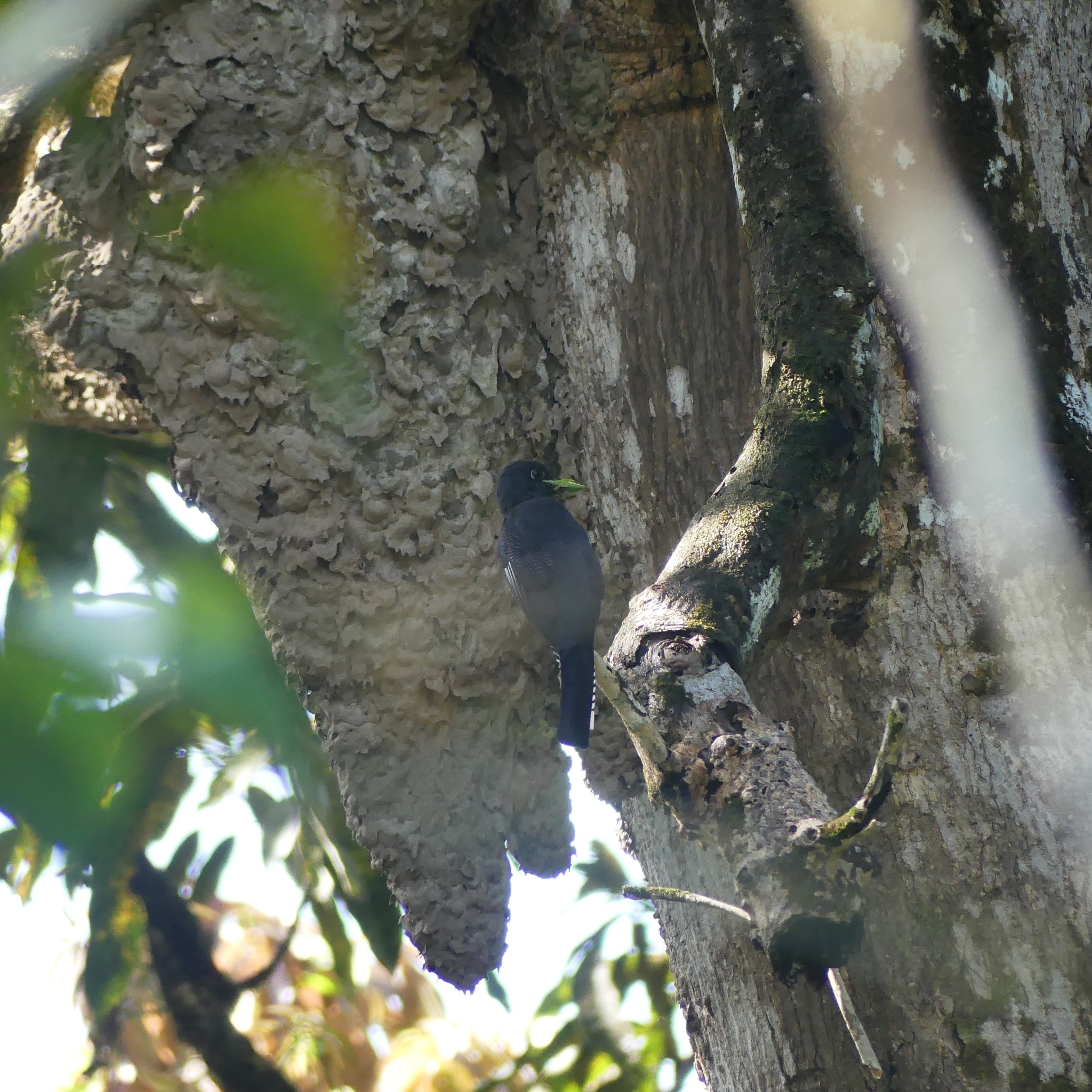 Guianan Trogon (Trogon violaceus), photo 7