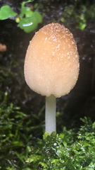 Coprinellus domesticus