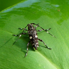 Colobothea bisignata