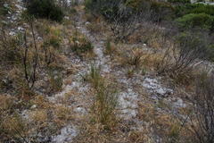 Hellmuthia membranacea