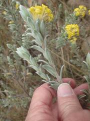 Lasiosiphon polyanthus