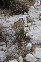 Hellmuthia membranacea