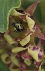 Pachycarpus dealbatus