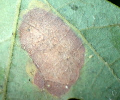 Tischeria quercitella