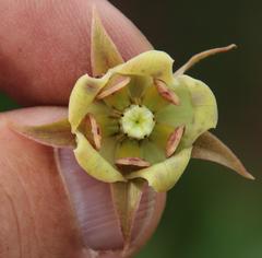 Pachycarpus dealbatus