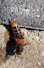 Platydracus immaculatus