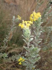 Lasiosiphon polyanthus