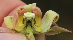 Pachycarpus dealbatus