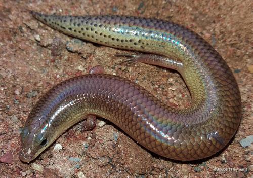 Sundevall's Writhing Skink