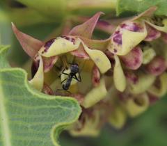 Pachycarpus dealbatus