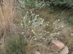 Lasiosiphon polyanthus