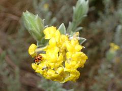 Lasiosiphon polyanthus
