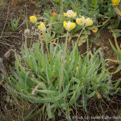 Platystemon californicus