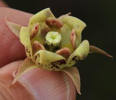 Pachycarpus dealbatus