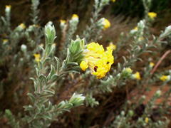 Lasiosiphon polyanthus