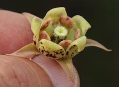 Pachycarpus dealbatus