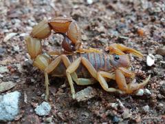 Parabuthus mossambicensis