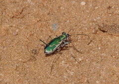Ellipsoptera marutha