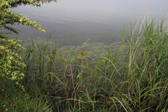 Cyperus fastigiatus