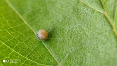 Hestina assimilis