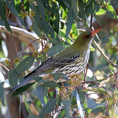 Olive-Backed Oriole photo 3