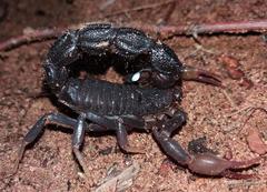 Parabuthus transvaalicus