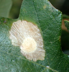 Tischeria quercitella