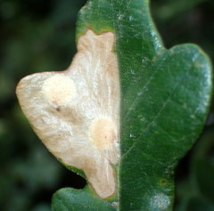 Tischeria quercitella