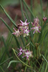 Asclepias stellifera
