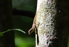 Anolis pulchellus