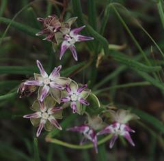 Asclepias stellifera