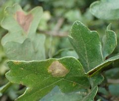 Tischeria quercitella