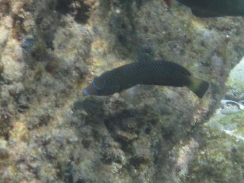 Anampses caeruleopunctatus
