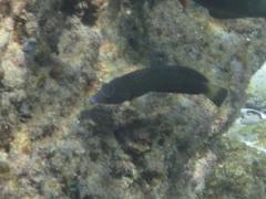 Anampses caeruleopunctatus