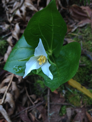Trillium ovatum ovatum
