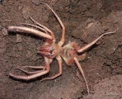 Solpugidae