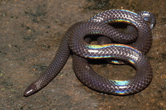 Melanophidium wynaudense