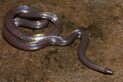 Melanophidium wynaudense