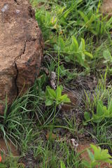 Dipcadi marlothii