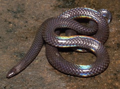 Melanophidium wynaudense