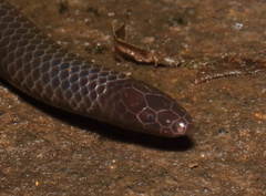 Melanophidium wynaudense