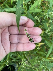 Melanopsichium pennsylvanicum