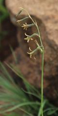 Dipcadi marlothii