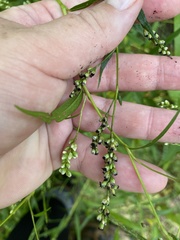 Melanopsichium pennsylvanicum