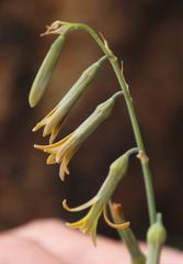 Dipcadi marlothii